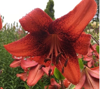 Лилия Строберри Евент/ Lilium Strawberry Event Р2