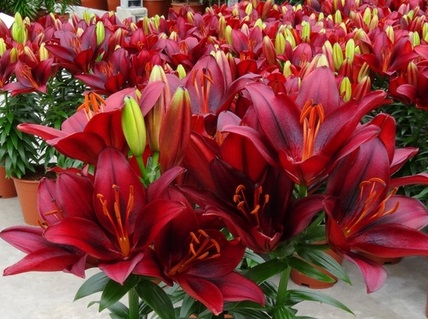 Лилия Тайни Комфорт/Lilium Tiny Comfort Р2