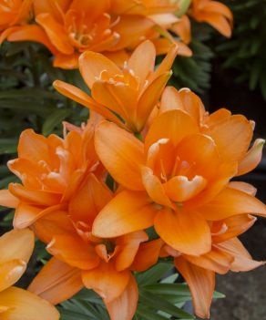 Лилия Тайни Дабл Ю/Lilium Tiny Doudle You Р2