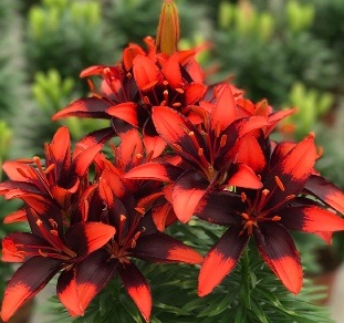 Лилия Тайни Инк/Lilium Tiny Ink Р2