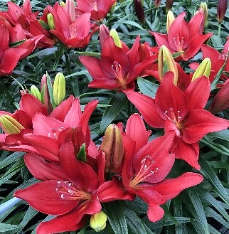 Лилия Черри Джой/Lilium Cherry Joy Р2