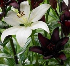 Лилия Блэк Энд Брайт (Микс)/Lilium  Black And Bright (Mix) Р2