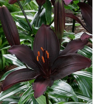 Лилия Блэклист/Lilium  Blacklist Р2