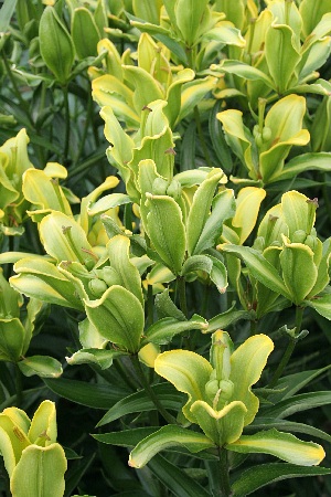 Лилия Йеллоу Пэррот/ Lilium Yellow Parrot  Р2