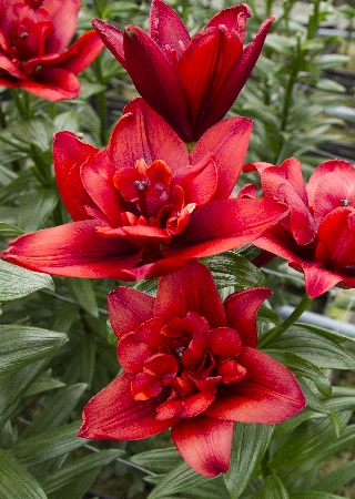 Лилия Канари Варф/Lilium Canary Wharf Р2