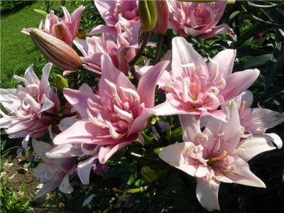 Лилия Элоди/Lilium Elodie Р2