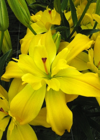 Лилия Кенсингтон/Lilium Kensington Р2