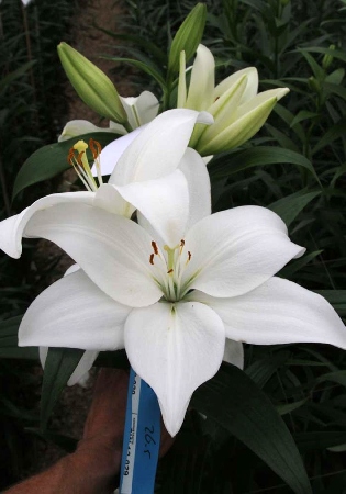 Лилия Асти/Lilium Asti Р2