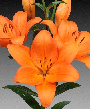 Лилия Фаринелла/Lilium Farinella Р2