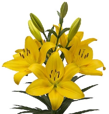 Лилия Като/Lilium Kato Р2