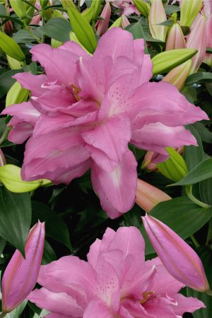 Лилия Лотус Дрим/Lilium Lotus Dream Р2