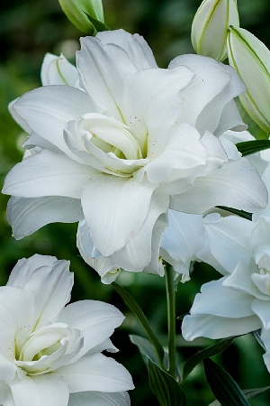 Лилия Лотус Пьюр/Lilium Lotus Pure Р2