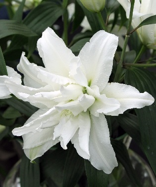 Лилия Роузлили Моника/Lilium Roselily Monika Р2