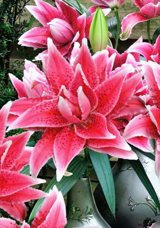 Лилия Роузлили Талита/Lilium Roselily Thalita Р2