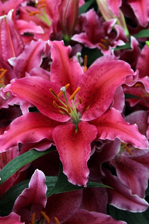 Лилия Эмейзин Грейс/Lilium Amazing Grace Р2