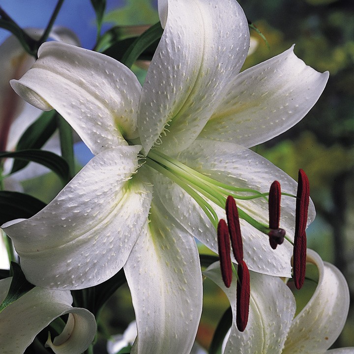 Лилия Каса Бланка/Lilium Casa Blanca Р2