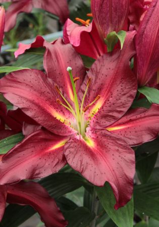 Лилия Коммитмент/Lilium Commitment Р2