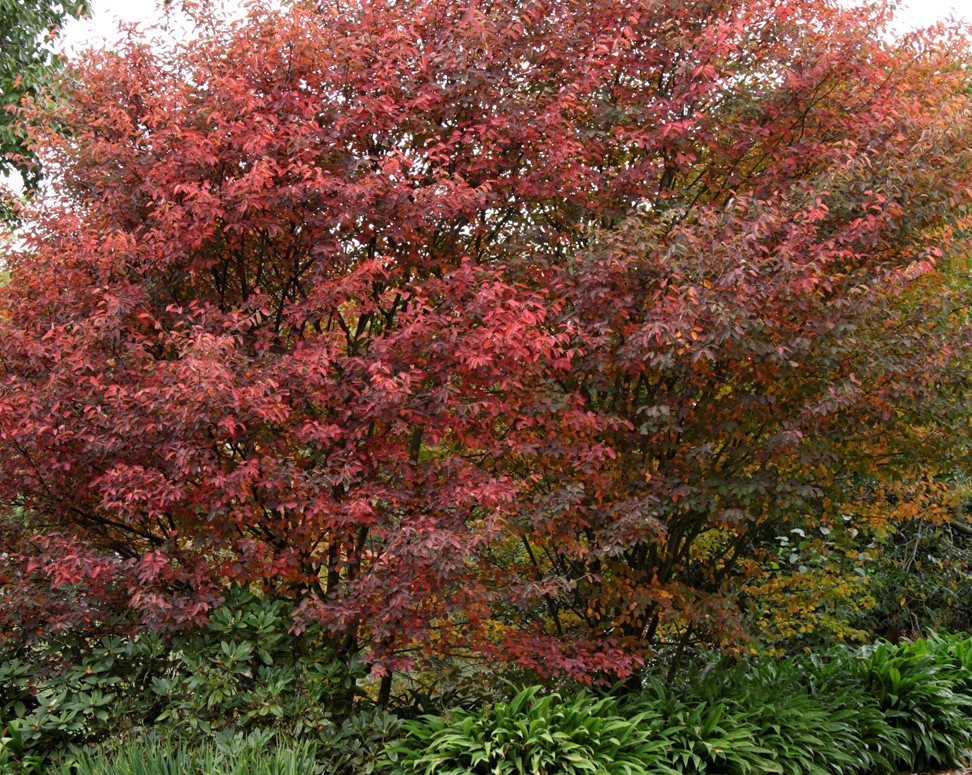 Ирга Ламарка/Amelanchier Lamarckii  60-90 С5