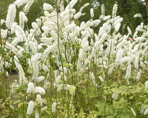 Клопогон простой Вайт Пёрпл/Cimicifuga simplex White Pearl Р1,5