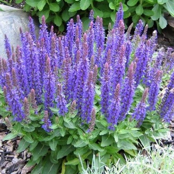 Шалфей (сальвия) дубравный Маркус/Salvia nemorosa Marcus Р1,5