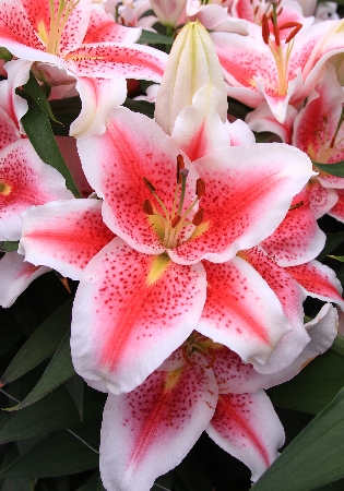 Лилия Айдахо/Lilium  Idaho P2