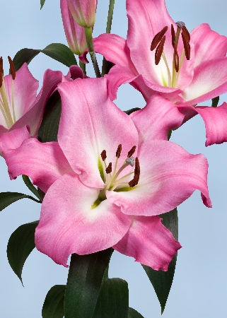 Лилия ОТ-гибрид Брусаго/Lilium Brusago P2