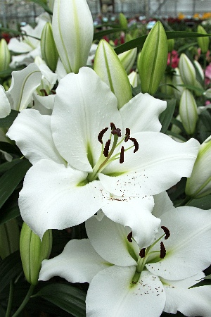 Лилия ОТ-гибрид Гензано/Lilium Genzano P2