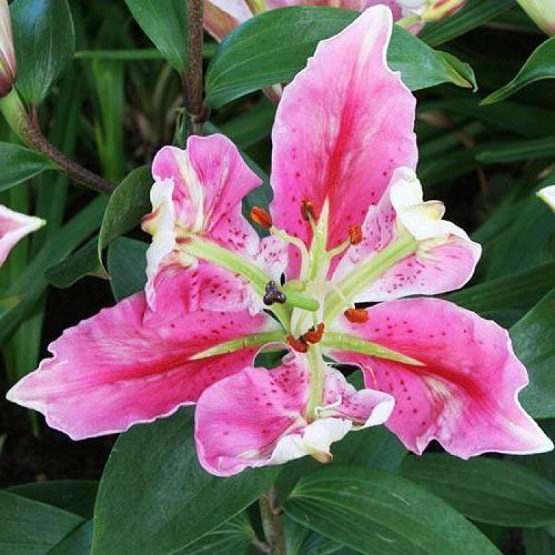 Лилия Пэррот Пинк/Lilium Parrot Pink Р2