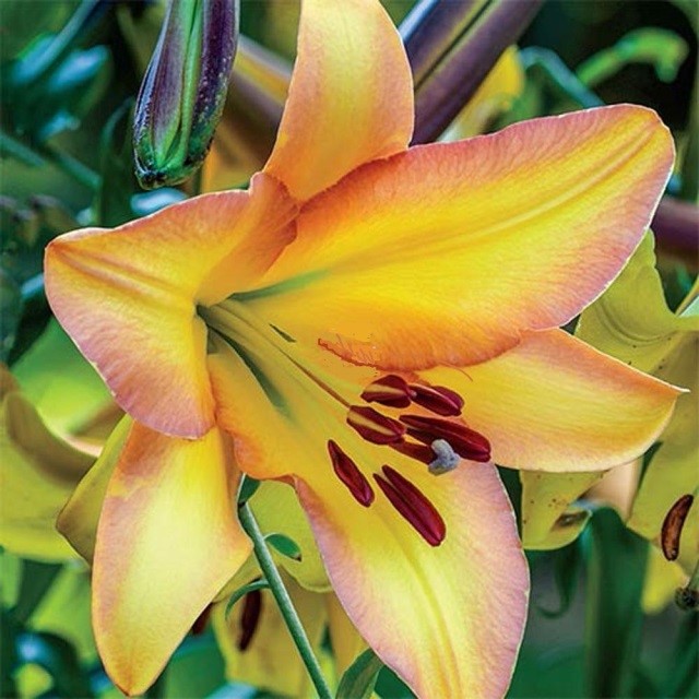 Лилия ОТ-гибрид Райзинг Мун/Lilium Rising Moon Р2