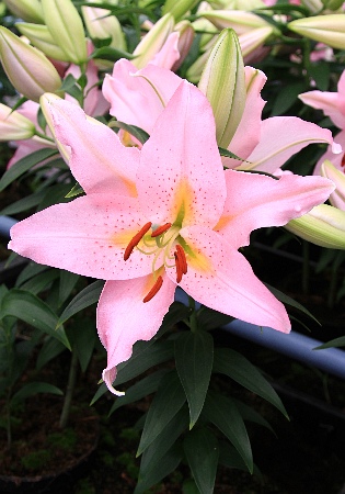 Лилия Смарт Романс/Lilium Smart Romance P2