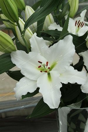 Лилия Туарега Занлортур/Lilium Tourega Zanlortour Р2