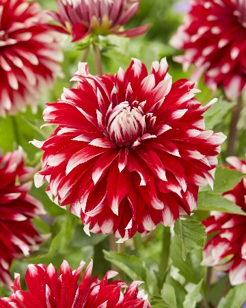 Георгина Давос/Dahlia Davos С3