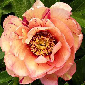 Пион ИТО-гибрид Кэллис Мемори/Paeonia Itoh-hybrid Callies Memory  С5