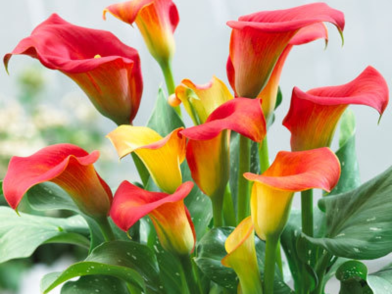 Калла Реманни Капитан Фуэго/Calla rehmannii Captain Fuego Р2