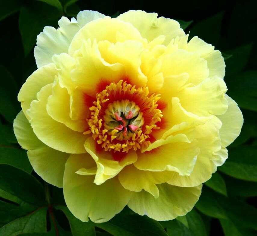 Пион ИТО гибрид Бартцелла/Paeonia Itoh-hybrid Bartzella С5