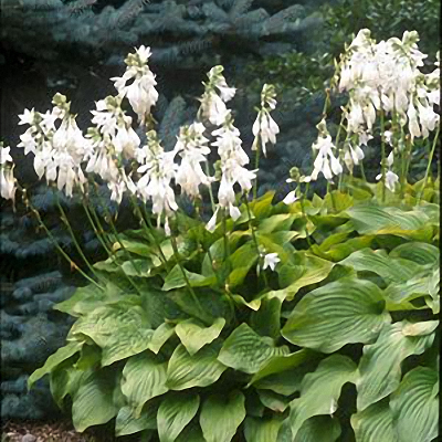 Хоста гибридная Роял Стандарт/Hosta hybrid Royal Standard Р1,5