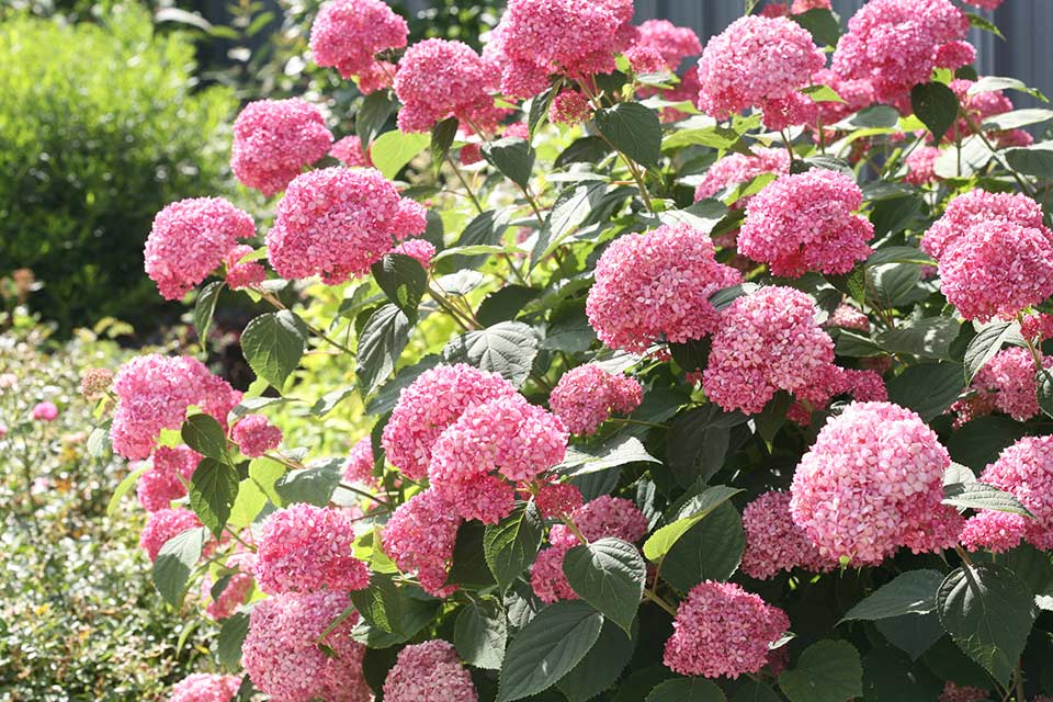 Гортензия древовидная Пинк Аннабель/Hydrangea arborescens Pink Annabelle 40-50 С5