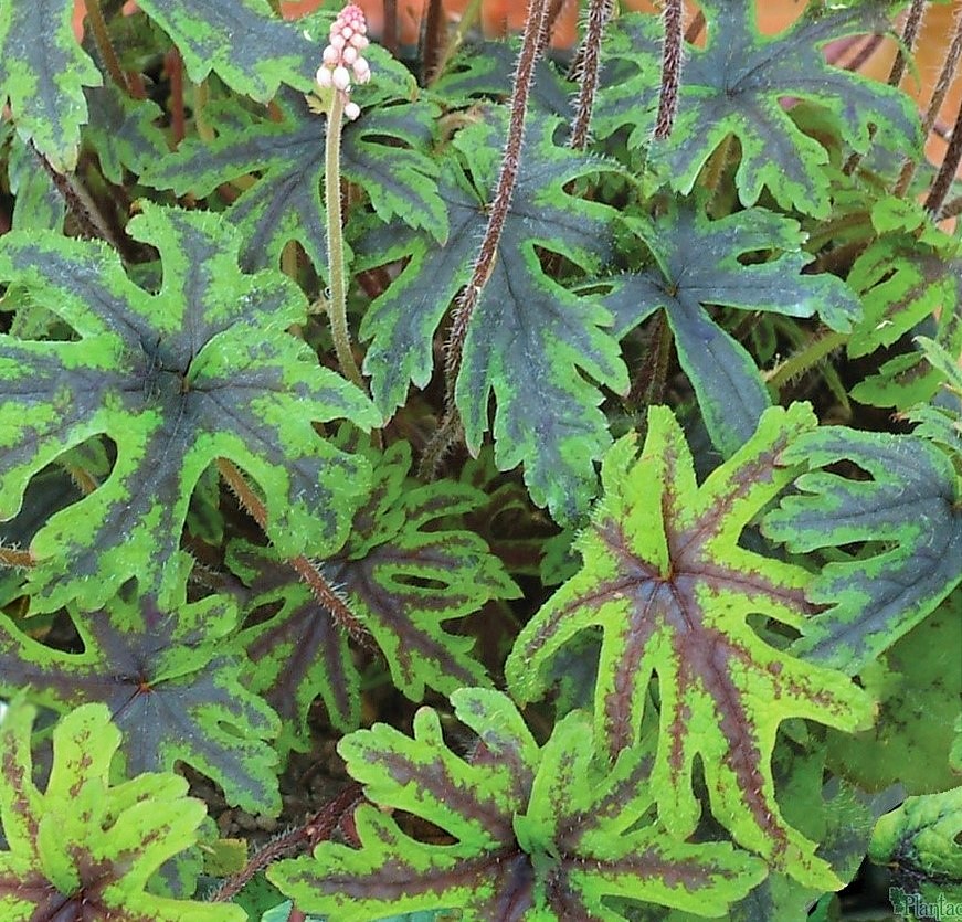 Тиарелла гибридная Хэппи Трейлс/Tiarella hybride  Happy Trails Р1,5