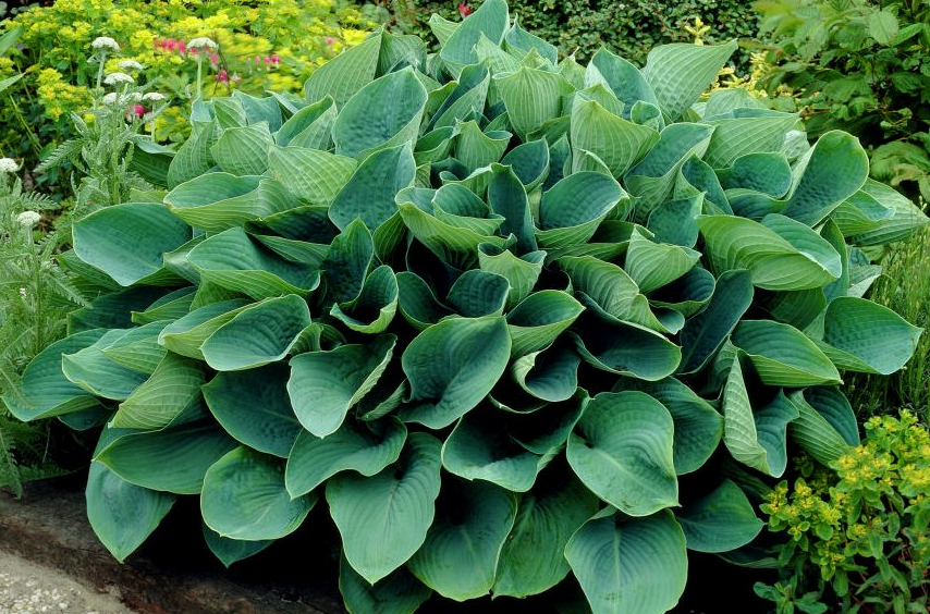 Хоста Зибольда Элеганс/Hosta sieboldiana Elegans Р1,5