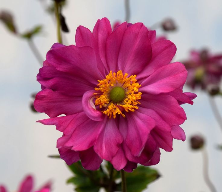 Анемона (ветреница) японская Брессингем Глоу/Anemone japonica Bressingham Glow Р1,5