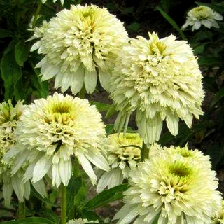 Эхинацея пурпурная Уайт Дабл Делайт/Echinacea purpurea White Double Delight Р1,5