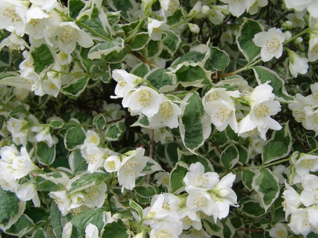 Чубушник венечный Вариегатус/Philadelphus coronarius Variegatus 40-60 С5