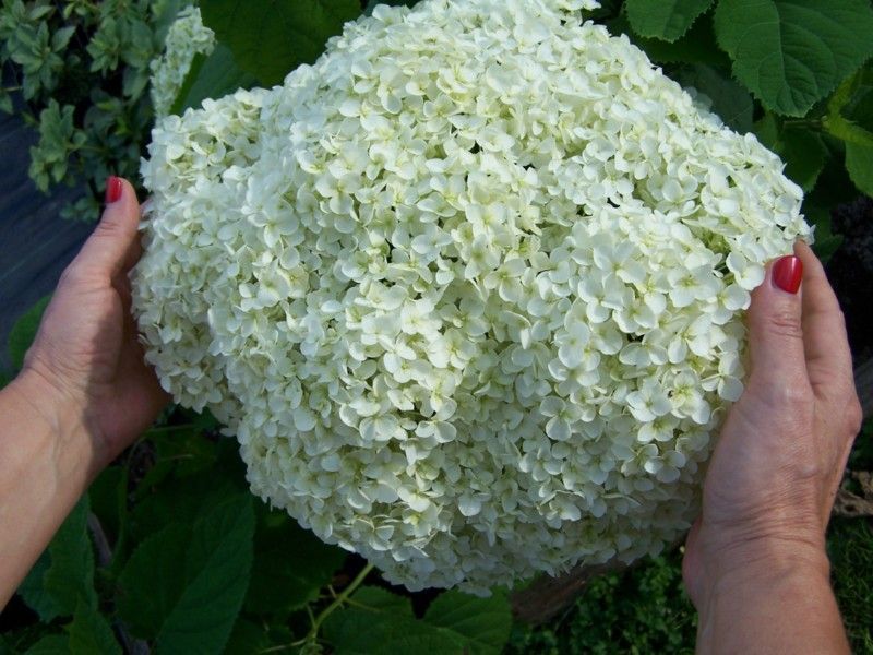 Гортензия древовидная Баунти/Hydrangea arborescens Bounty C3