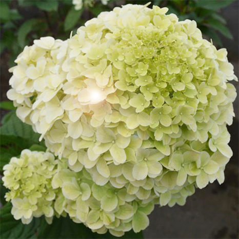 Гортензия метельчатая Диамантино/Hydrangea paniculata Diamantino  С5
