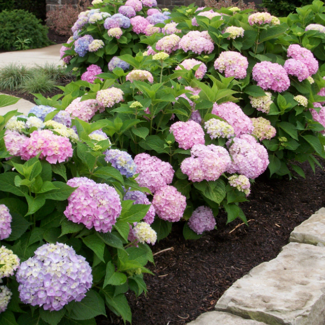 Гортензия крупнолистная Кэнди /Hydrangea macrophylla Candy 20-30 С7,5