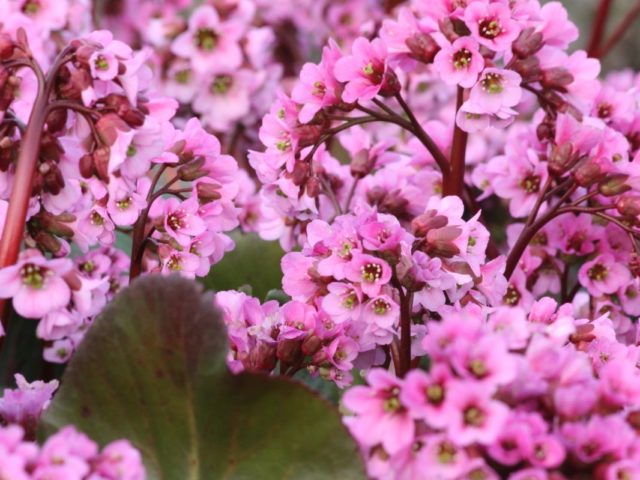 Бадан сердцелистный Флирт/Bergenia cordifolia Flirt P1,5