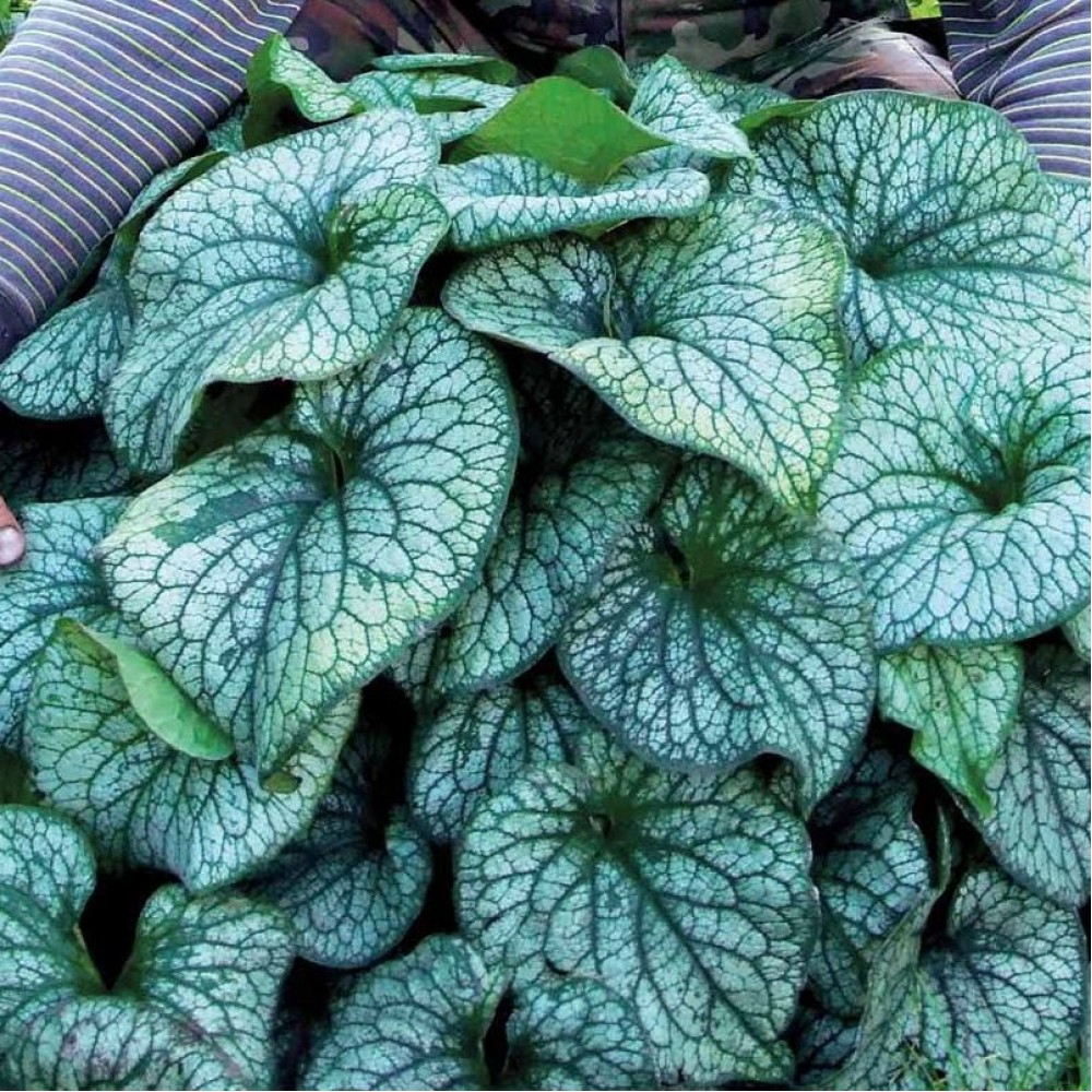 Бруннера крупнолистная Александр Грейт/Brunnera macrophylla Alexander`s Great Р1,5