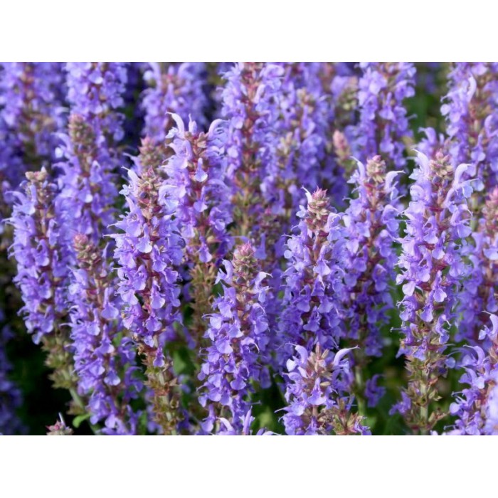 Шалфей (сальвия) дубравный Салют айс Блю/Salvia nemorosa Salute Ice Bluel Р1,5