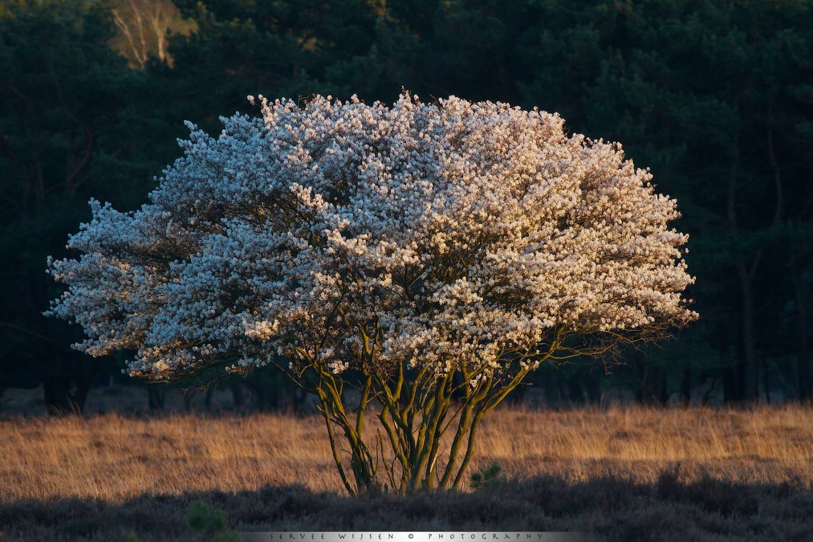 Ирга Ламарка/Amelanchier Lamarckii 125-150 (сумка)