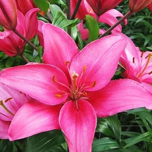 Лилия Ароза Джуел/Arosa Jewel Р2